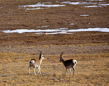 高压捕猎机在维护藏羚使用中不正常状况有哪些？